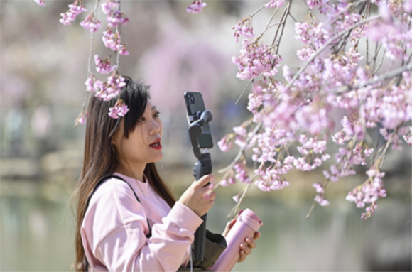 4月8日，一位游客在玉泉山城郊森林公园的樱花园里直播。新华社记者 杨晨光 摄