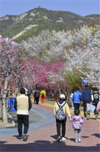 4月8日，游客在玉泉山城郊森林公园观赏樱花。新华社记者 杨晨光 摄
