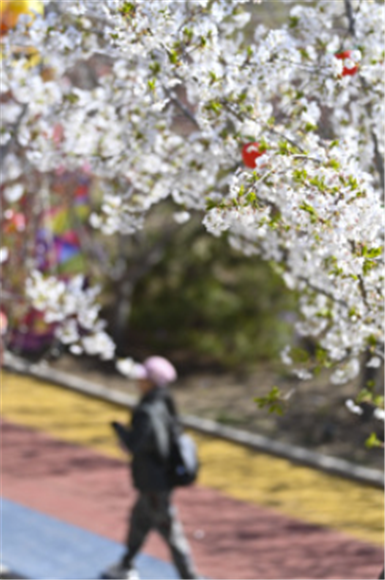 4月8日，游客在玉泉山城郊森林公园观赏樱花。新华社记者 杨晨光 摄