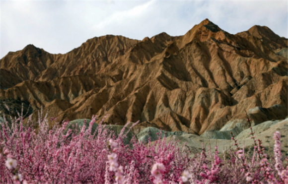 4月8日拍摄的青海贵德国家地质公园丹霞地貌与盛开的春花。新华社记者 黄豁 摄