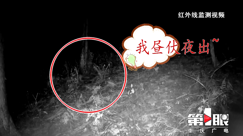 南川:国家一级重点保护动物小灵猫多次现身2