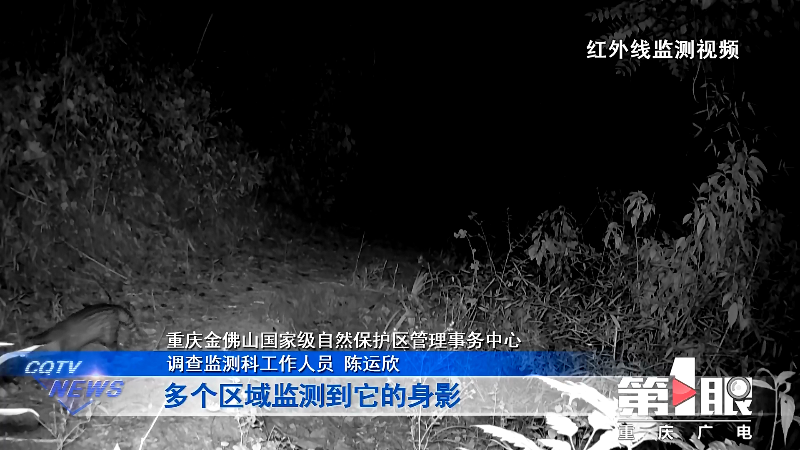 南川:国家一级重点保护动物小灵猫多次现身4