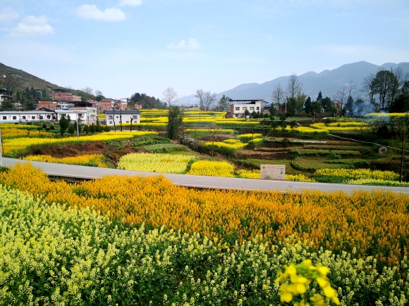 北庄村种满了成片的油菜花。奉节县新民镇供图 华龙网发