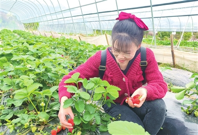 近日，金带街道双桂村的乡愁农业合作社，市民在采摘草莓。记者 孙莎莎 摄