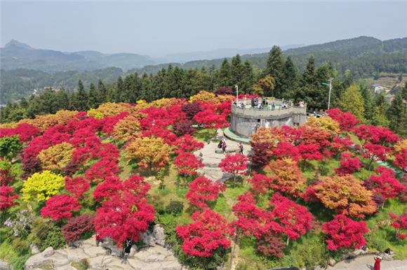 五洲园内的春季红枫已悄然展叶。记者 李攀 摄