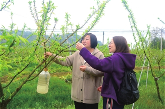 近日，云龙镇同心社区，市农科院专家（右）在演示如何进行李子枝条拉枝。记者 蒋婷 摄