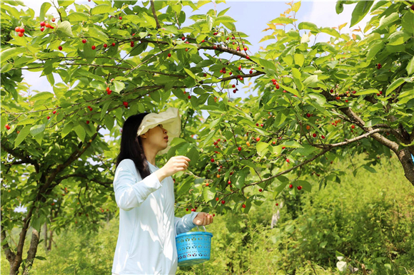游客正在采摘樱桃。记者 张扬凤 摄
