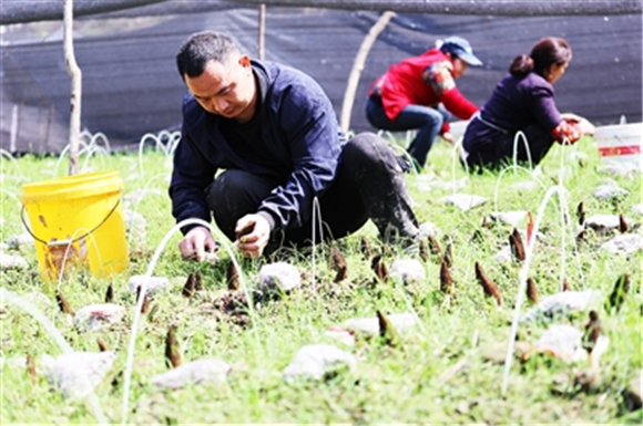 村民正在采摘羊肚菌。 记者 赵琴 摄