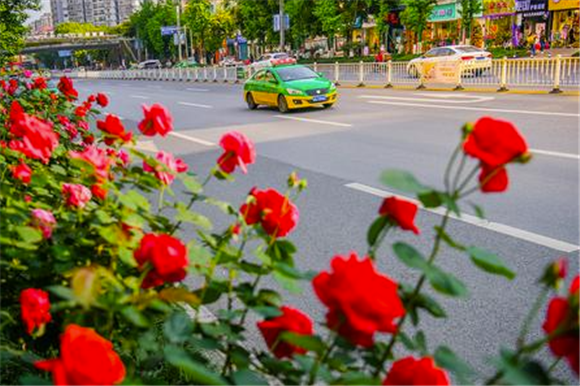 玫瑰花将城市道路装扮得格外美丽。记者 陈星宇 摄