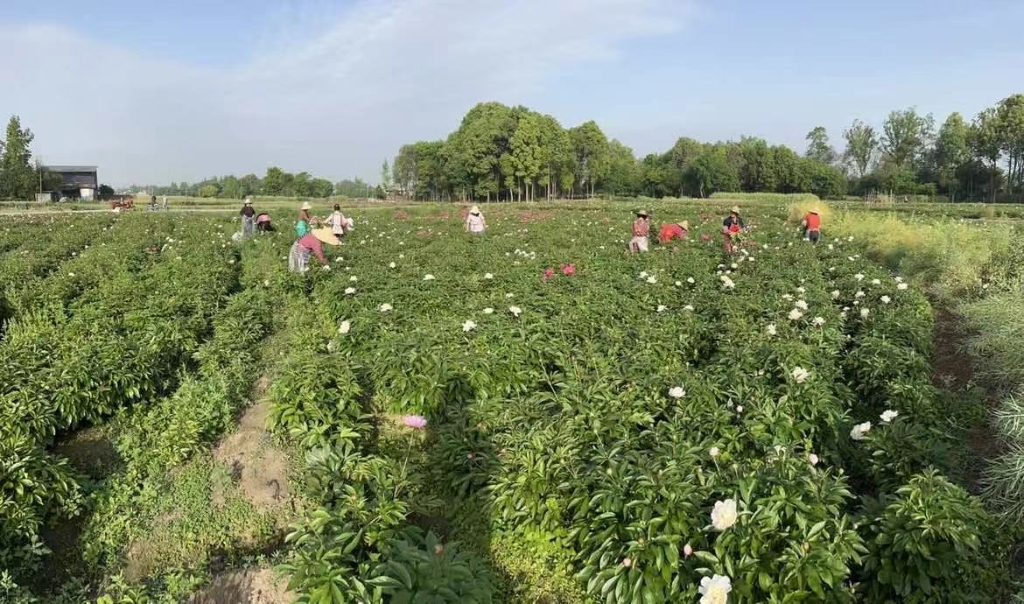 位于四川中江县的芍药专业合作社，工人们正在忙于采收芍药。受访者供图