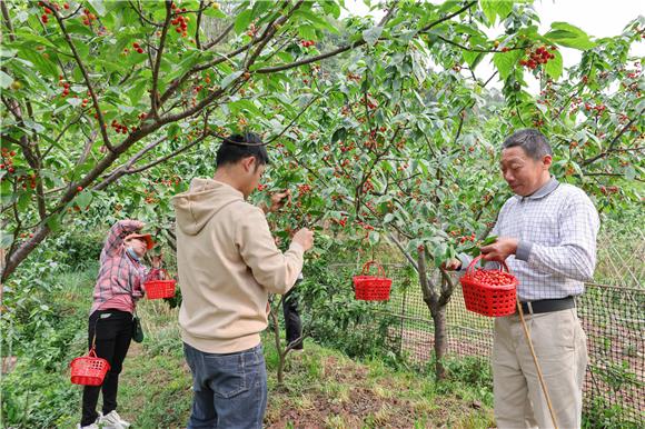 镇村干部帮助向富国摘樱桃。特约通讯员 李慧敏 摄
