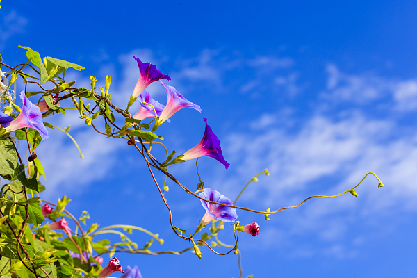 李元胜：紫色喇叭花1