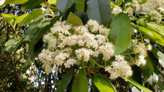 石楠花“臭”上热搜，为何大面积种？2