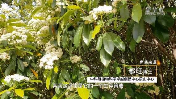 石楠花“臭”上热搜，为何大面积种？1