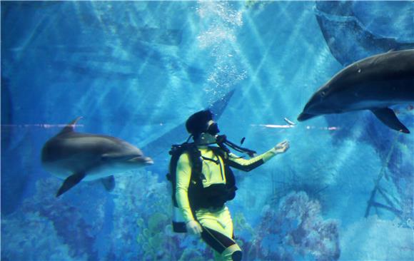 饲养员在水中与海豚嬉戏。通讯员 陈仕川 摄