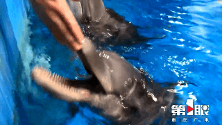 重庆首只人工饲养繁殖海豚在永川与游客见面2
