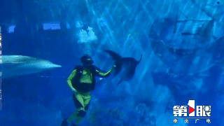 重庆首只人工饲养繁殖海豚在永川与游客见面5