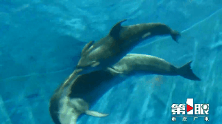 重庆首只人工饲养繁殖海豚在永川与游客见面4