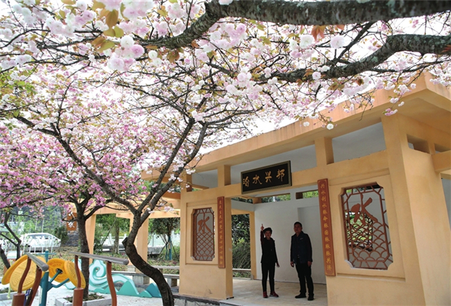 游客赏樱花。武陵都市报记者 杨敏 摄