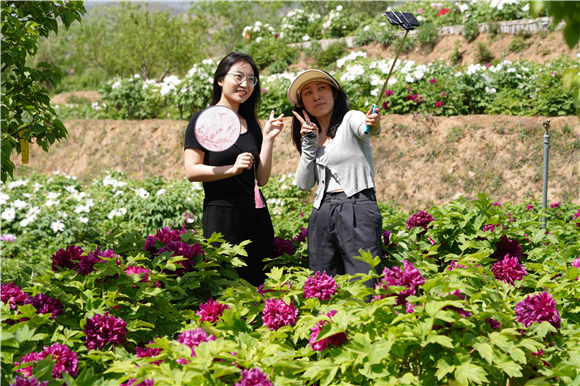 游客在白台峪村牡丹农业产业园拍照游玩。新华社记者 骆学峰 摄