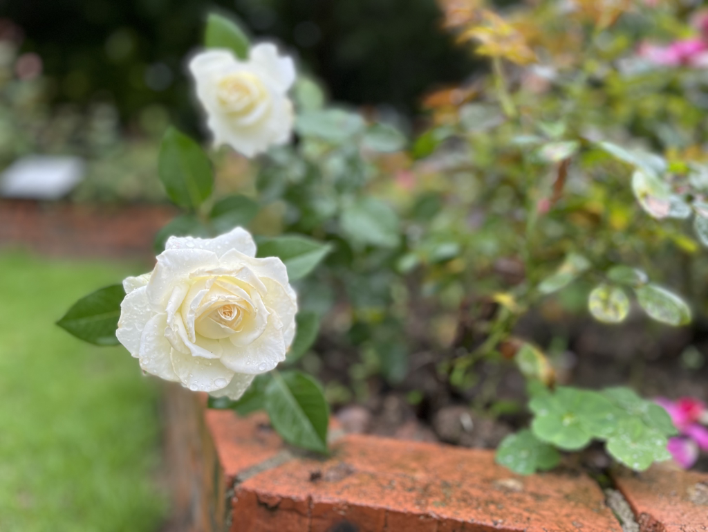 In the Northern Garden, more than 50 varieties of roses in full blossom. (Photo provided by Chongqing Garden Expo Park)