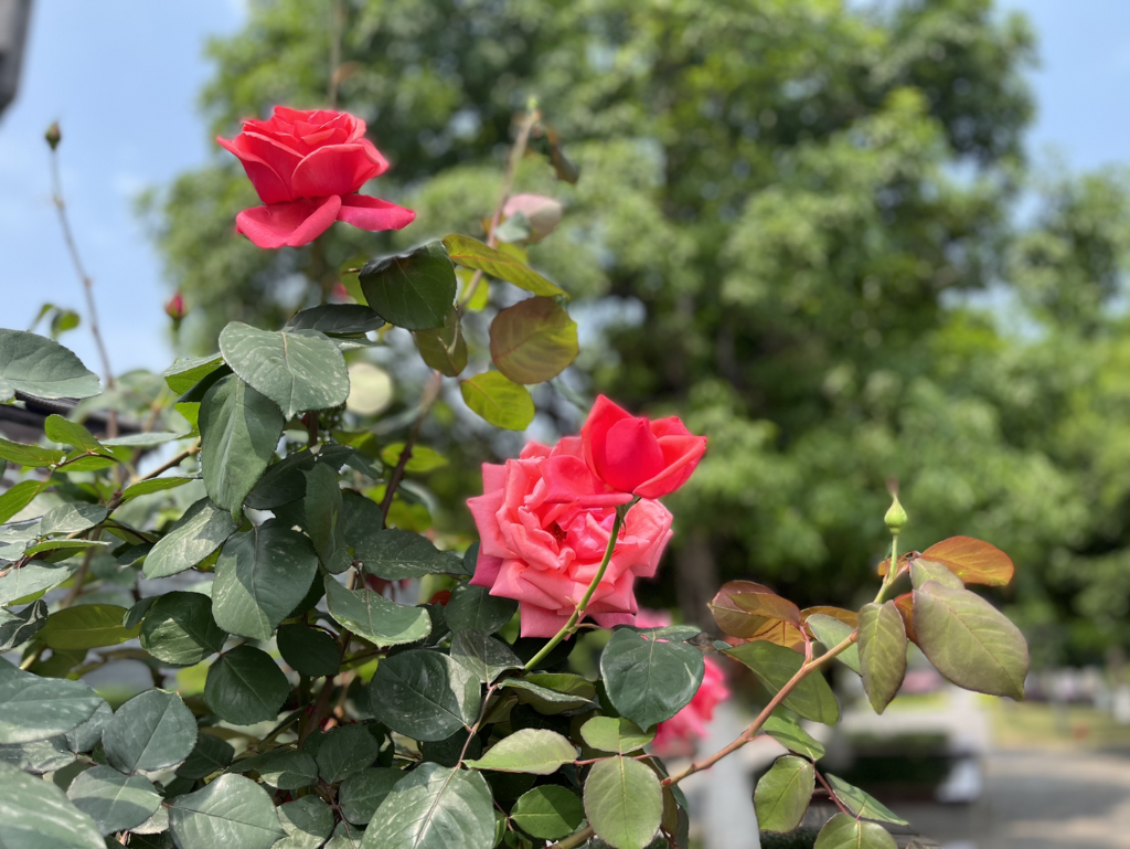 Colorful tree-roses in diverse shapes. (Photo provided by Chongqing Garden Expo Park)