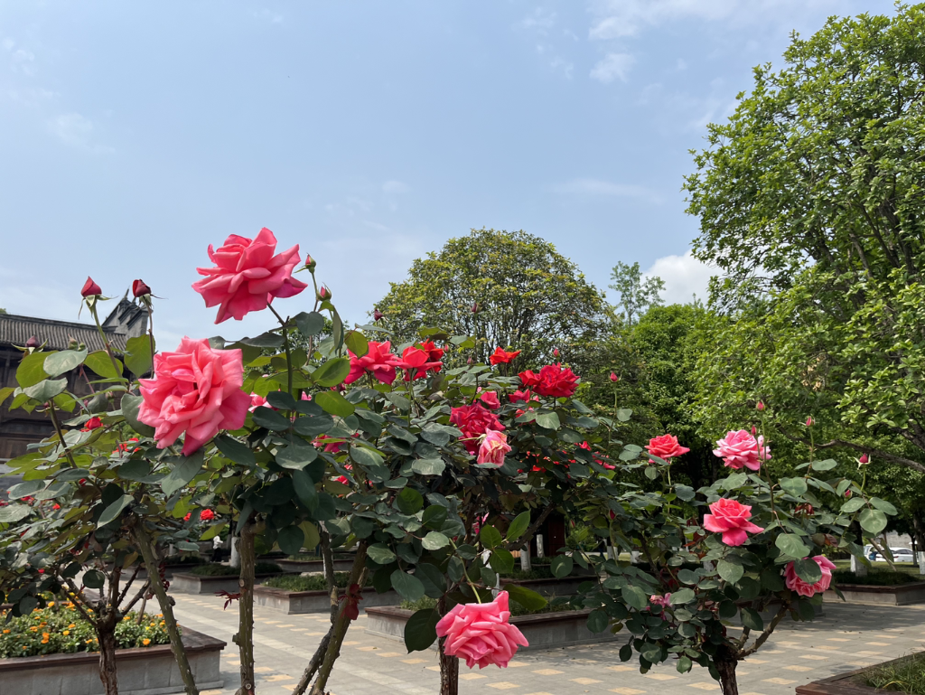 Tree-roses in full blossom. (Photo provided by Chongqing Garden Expo Park)