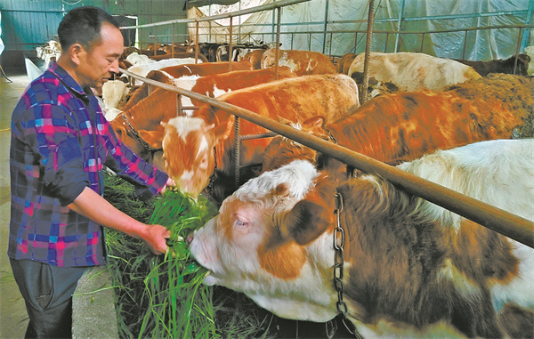 谭智波给肉牛投喂草料。记者 李达元 摄