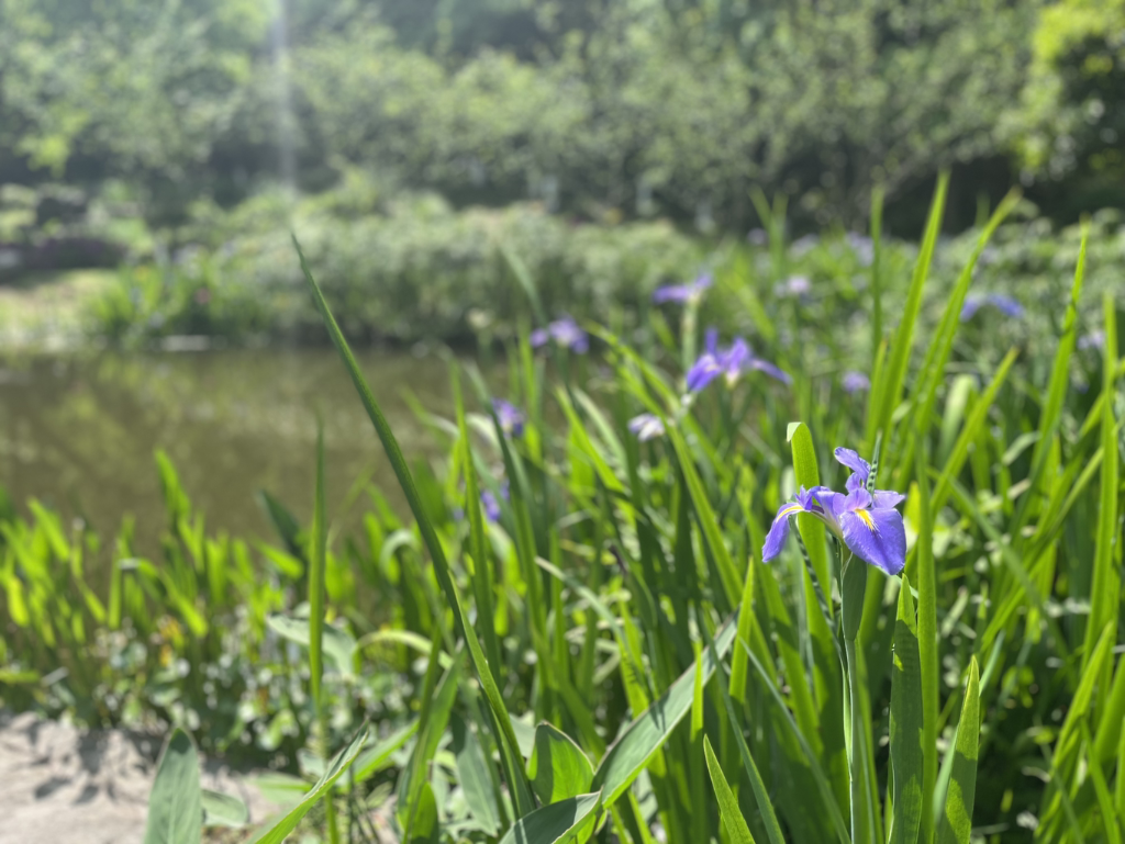 Iris japonica flowers to be in blossom. (Photo provided by Chongqing Garden Expo Park)