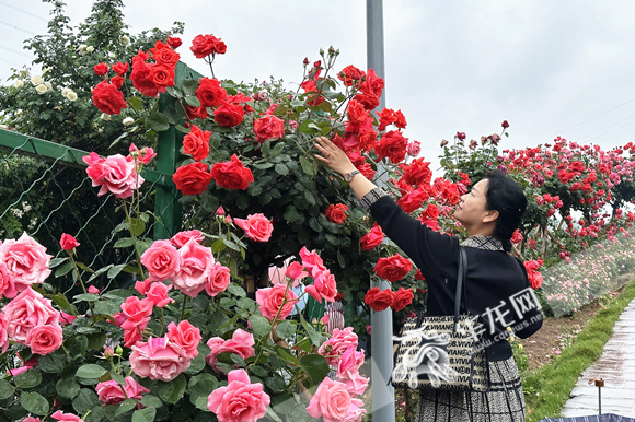 各色玫瑰争奇斗艳，吸引游客驻足。华龙网-新重庆客户端 张颖绿荞 摄