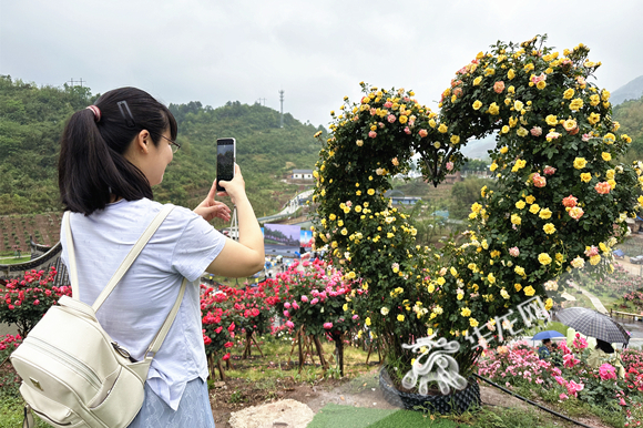 玫瑰造型各异，吸引游客拍照。华龙网-新重庆客户端 张颖绿荞 摄