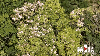 丰都：暮春百花开 风景美如画6