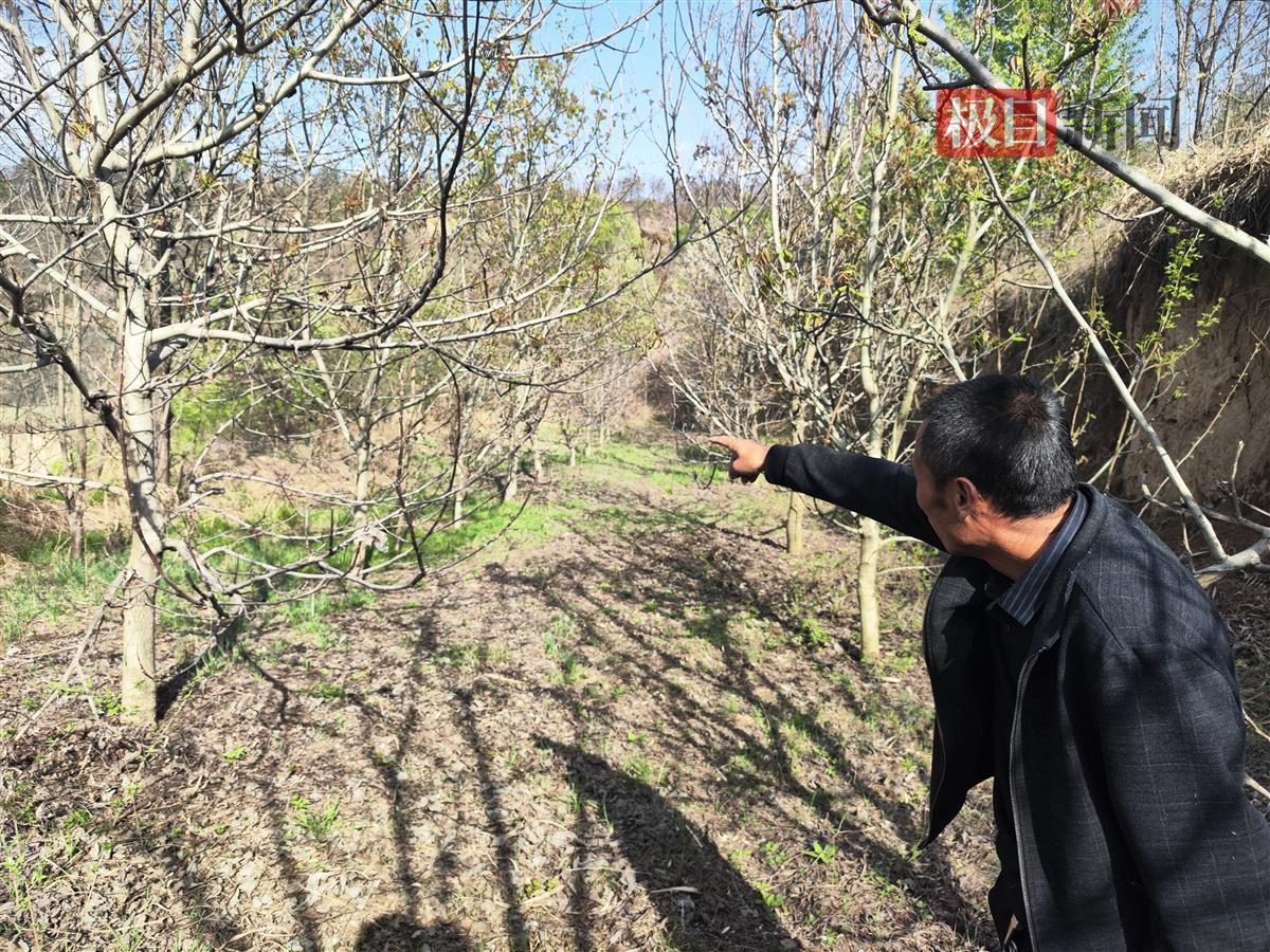 陕西长武百亩核桃树被砍：官方称承包方与村委会合同效力存疑，专家建议相互起诉3
