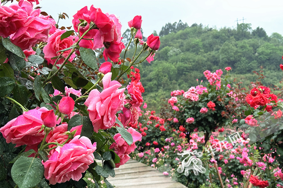 三教玫瑰庄园有200余个玫瑰品种，5000余株古桩玫瑰。华龙网-新重庆客户端 张颖绿荞 摄