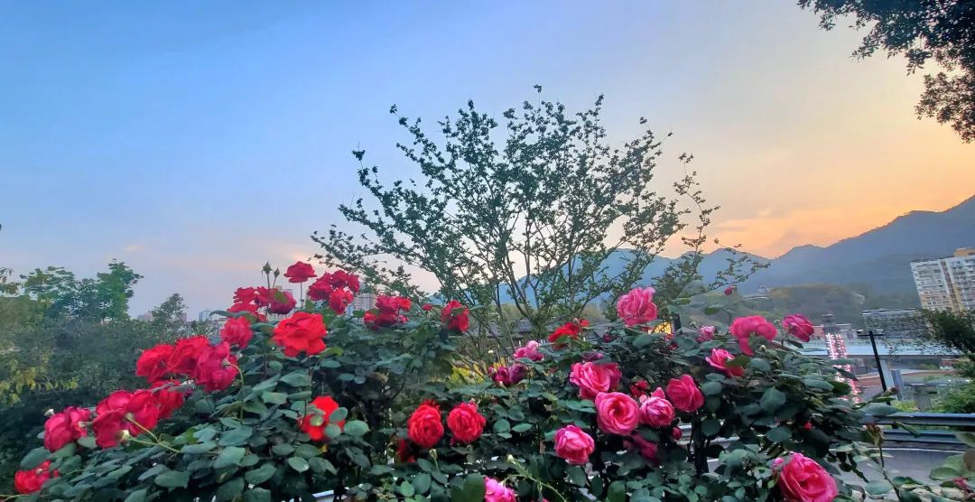 周鹊虹：黄昏的后街2