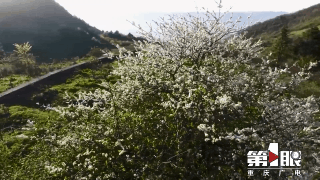 丰都：暮春百花开 风景美如画11