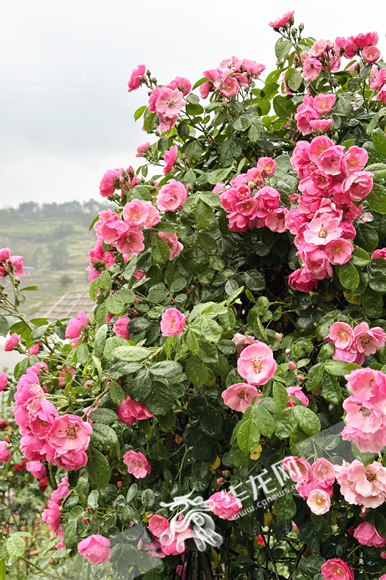 园内玫瑰品种涵盖大花、丰花、地被、树状、藤本等。华龙网-新重庆客户端 张颖绿荞 摄