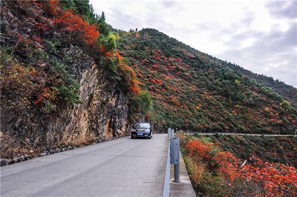 绝壁公路上的高山红叶。上坝乡人民政府供图