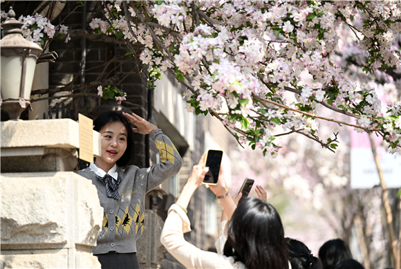 游客在天津市五大道风景区大理道上赏花拍照。新华社记者 赵子硕 摄