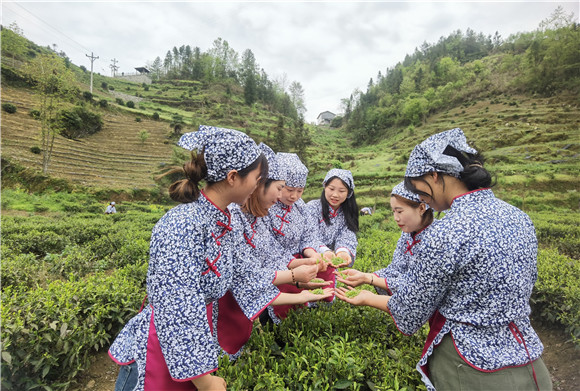 红池坝镇采茶姑娘们正在茶园里采摘茶叶。红池坝镇供图 华龙网发