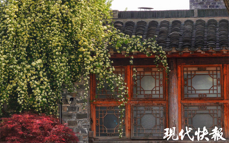 蔷薇红、紫藤开,南京最美谷雨来了5