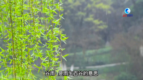 寻味二十四节气：雨前香椿嫩如丝1