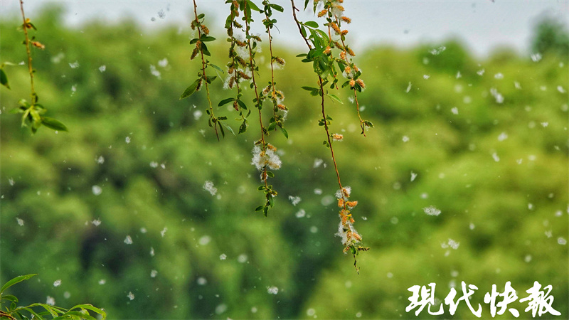 蔷薇红、紫藤开,南京最美谷雨来了3