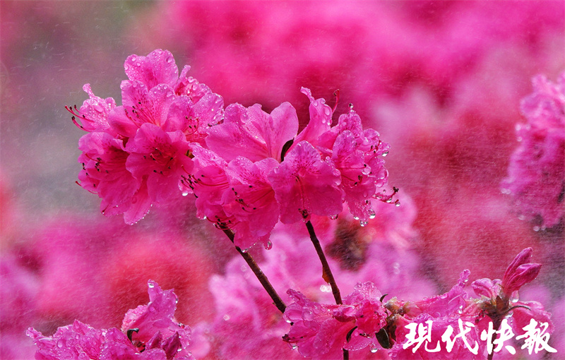 蔷薇红、紫藤开,南京最美谷雨来了6
