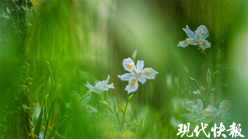 蔷薇红、紫藤开,南京最美谷雨来了1