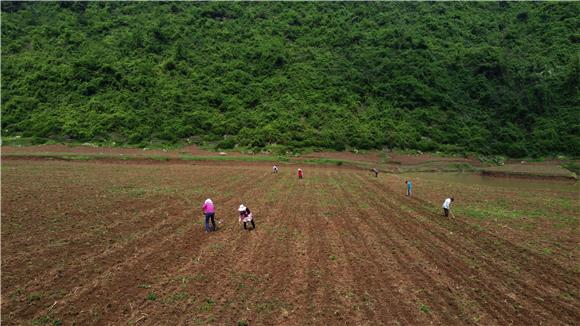 村民正在基地栽种大豆玉米。通讯员 储潇 摄