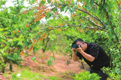 仁贤街道白鹤村，一颗颗红樱桃吸引摄影爱好者前往拍照。记者 熊伟 摄
