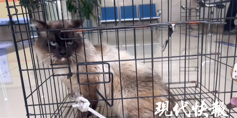 想让自家猫咪“脱单”,女子偷走别人家布偶猫