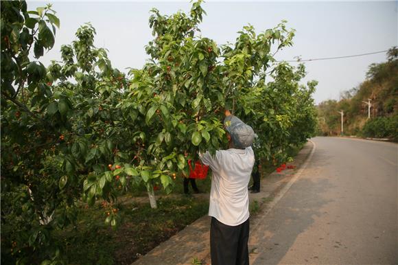 村民采摘樱桃出售。特约通讯员 邓小强 摄
