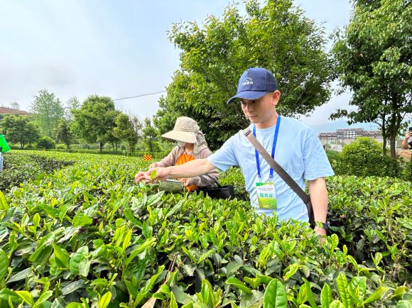 茶商现场参观秀山县的茶产业。华龙网-新重庆客户端见习记者 刘啟东 摄